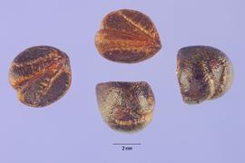   Seeds:   Parthenocissus tricuspidata ; Photo by S. Hurst, USDA-NRCS Plants Database
